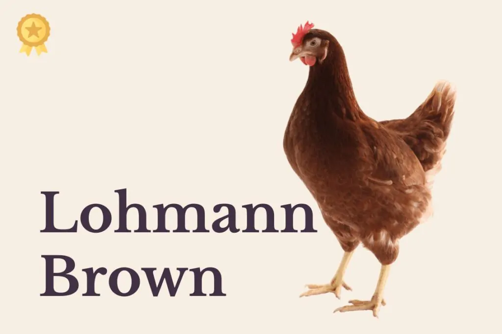 Pollita lohmann brown