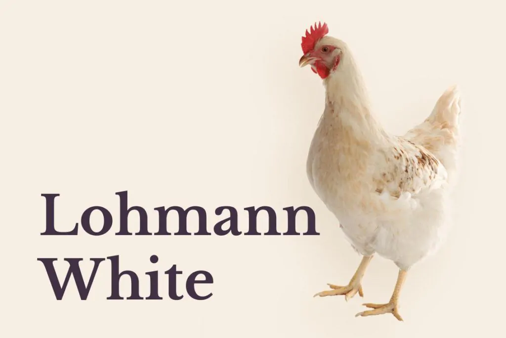 Pollita lohmann white